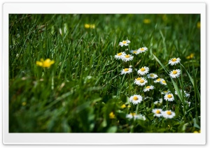 Field Of Grass And Flowers Ultra HD Wallpaper for 4K UHD Widescreen desktop, tablet & smartphone