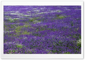 Field Of Purple Flowers Ultra HD Wallpaper for 4K UHD Widescreen desktop, tablet & smartphone