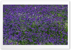 Field Of Purple Flowers 1 Ultra HD Wallpaper for 4K UHD Widescreen desktop, tablet & smartphone