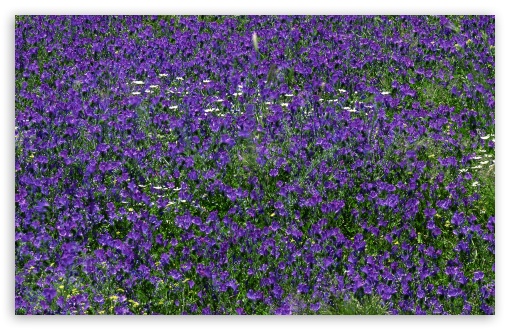 Field Of Purple Flowers 1 Ultra HD Desktop Background Wallpaper for 4K ...