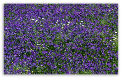 Field Of Purple Flowers 1 UltraHD Wallpaper for 8K UHD TV 16:9 Ultra High Definition 2160p 1440p 1080p 900p 720p ; UltraWide 32:10 ; Widescreen 16:10 5:3 WHXGA WQXGA WUXGA WXGA WGA ; Fullscreen 4:3 5:4 3:2 UXGA XGA SVGA QSXGA SXGA DVGA HVGA HQVGA ( Apple PowerBook G4 iPhone 4 3G 3GS iPod Touch ) ; Tablet 1:1 ; Mobile 3:5 3:4 - ; Dual 16:10 5:3 16:9 4:3 5:4 WHXGA WQXGA WUXGA WXGA WGA 2160p 1440p 1080p 900p 720p UXGA XGA SVGA QSXGA SXGA ;