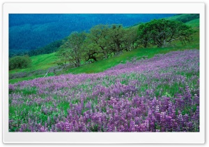 Field of Purple Flowers Ultra HD Wallpaper for 4K UHD Widescreen desktop, tablet & smartphone
