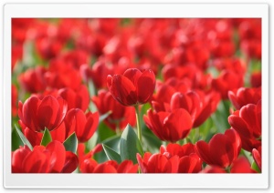 Field Of Red Tulips Ultra HD Wallpaper for 4K UHD Widescreen desktop, tablet & smartphone