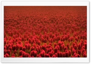 Field Of Scarlet Tulips Ultra HD Wallpaper for 4K UHD Widescreen desktop, tablet & smartphone