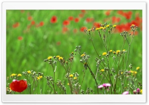 Field Of Spring Flowers Ultra HD Wallpaper for 4K UHD Widescreen desktop, tablet & smartphone