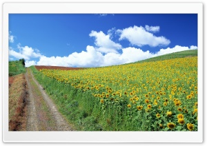 Field of Sunflowers Ultra HD Wallpaper for 4K UHD Widescreen desktop, tablet & smartphone
