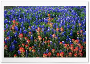 Field Of Texas Paintbrush And Bluebonnets Inks Lake State Park Texas Ultra HD Wallpaper for 4K UHD Widescreen desktop, tablet & smartphone