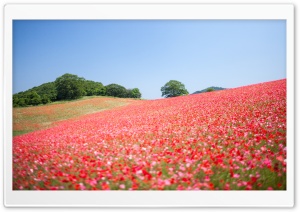 Field Of Wildflowers Ultra HD Wallpaper for 4K UHD Widescreen desktop, tablet & smartphone