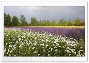Field Of Wildflowers 25 Ultra HD Wallpaper for 4K UHD Widescreen desktop, tablet & smartphone