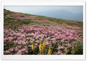 Field Of Wildflowers 27 Ultra HD Wallpaper for 4K UHD Widescreen desktop, tablet & smartphone