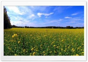 Field Of Wildflowers 28 Ultra HD Wallpaper for 4K UHD Widescreen desktop, tablet & smartphone