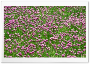 Field Of Wildflowers 29 Ultra HD Wallpaper for 4K UHD Widescreen desktop, tablet & smartphone