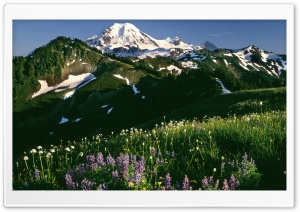 Field Of Wildflowers Mount Baker  Snoqualmie National Forest Washington Ultra HD Wallpaper for 4K UHD Widescreen desktop, tablet & smartphone