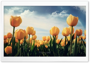 Field of Yellow Tulips Ultra HD Wallpaper for 4K UHD Widescreen desktop, tablet & smartphone