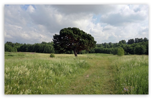 Field Path UltraHD Wallpaper for HD 16:9 ; Widescreen 16:10 5:3 ; Fullscreen 4:3 5:4 3:2 ; Tablet 1:1 ; Mobile 3:5 3:4 ; Dual 16:10 5:3 16:9 4:3 5:4 ;