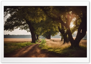 Field Pathway, Summer Ultra HD Wallpaper for 4K UHD Widescreen Desktop, Lockscreen, Screensaver, TV, Tablet, Smartphone