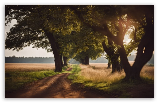 Field Pathway, Summer UltraHD Wallpaper for UHD 16:9 ; HD 16:9 ; UltraWide 21:9 24:10 ; Widescreen 16:10 5:3 ; Fullscreen 4:3 5:4 3:2 ; Tablet 1:1 ;