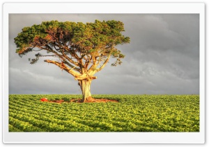 Field Tree Ultra HD Wallpaper for 4K UHD Widescreen desktop, tablet & smartphone