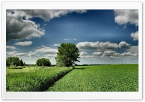 Field Tree Cloud Blue Sky Ultra HD Wallpaper for 4K UHD Widescreen desktop, tablet & smartphone
