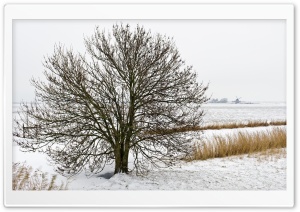 Field Tree, Winter Ultra HD Wallpaper for 4K UHD Widescreen desktop, tablet & smartphone