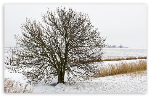 Field Tree, Winter UltraHD Wallpaper for HD 16:9 ; Widescreen 16:10 5:3 ; Fullscreen 4:3 5:4 3:2 ; Tablet 1:1 ; Dual 5:4 ;