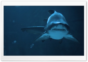 Fierce Shark Ultra HD Wallpaper for 4K UHD Widescreen desktop, tablet & smartphone