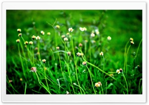 Fild Of Wildflowers Ultra HD Wallpaper for 4K UHD Widescreen desktop, tablet & smartphone