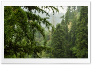 Finding Nature Ultra HD Wallpaper for 4K UHD Widescreen desktop, tablet & smartphone