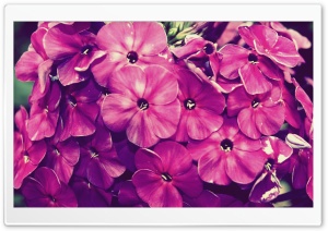 Fiore1 Ultra HD Wallpaper for 4K UHD Widescreen desktop, tablet & smartphone