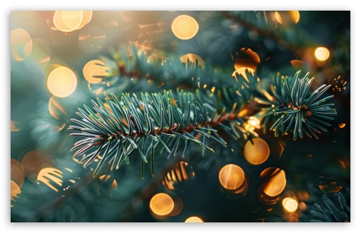 Fir Branch, Golden Bokeh UltraHD Wallpaper for UHD 16:9 ; HD 16:9 ; UltraWide 21:9 24:10 32:9 32:10 ; Widescreen 16:10 5:3 ; Fullscreen 4:3 5:4 3:2 ; Tablet 1:1 ; Mobile 9:16 9:19.5 9:20 9:21 9:22 10:16 2:3 3:5 3:4 ; Dual 16:10 5:3 16:9 4:3 5:4 3:2 ;