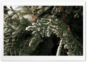 Fir Tree Branch Ultra HD Wallpaper for 4K UHD Widescreen desktop, tablet & smartphone