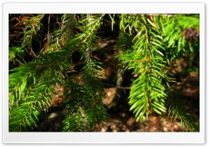 Fir Tree Branches Ultra HD Wallpaper for 4K UHD Widescreen desktop, tablet & smartphone