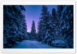 Fir Tree Forest, Snow, Winter, Night Ultra HD Wallpaper for 4K UHD Widescreen desktop, tablet & smartphone