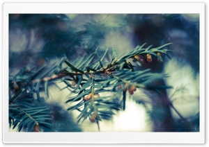 Fir Tree Twig Ultra HD Wallpaper for 4K UHD Widescreen desktop, tablet & smartphone