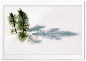 Fir Tree Twigs Above Snow Ultra HD Wallpaper for 4K UHD Widescreen desktop, tablet & smartphone