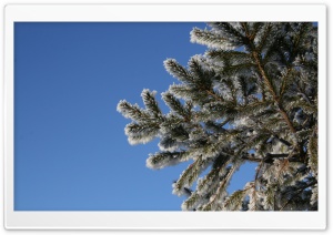 Fir Tree, Winter Ultra HD Wallpaper for 4K UHD Widescreen desktop, tablet & smartphone