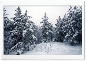Fir Trees Covered In Snow Ultra HD Wallpaper for 4K UHD Widescreen desktop, tablet & smartphone