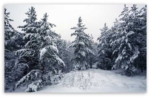 Fir Trees Covered In Snow UltraHD Wallpaper for Wide 16:10 5:3 Widescreen WHXGA WQXGA WUXGA WXGA WGA ; 8K UHD TV 16:9 Ultra High Definition 2160p 1440p 1080p 900p 720p ; Standard 4:3 5:4 3:2 Fullscreen UXGA XGA SVGA QSXGA SXGA DVGA HVGA HQVGA ( Apple PowerBook G4 iPhone 4 3G 3GS iPod Touch ) ; Tablet 1:1 ; iPad 1/2/Mini ; Mobile 4:3 5:3 3:2 16:9 5:4 - UXGA XGA SVGA WGA DVGA HVGA HQVGA ( Apple PowerBook G4 iPhone 4 3G 3GS iPod Touch ) 2160p 1440p 1080p 900p 720p QSXGA SXGA ;