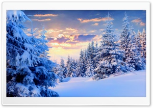 Fir Trees Under The Snow, Forest Ultra HD Wallpaper for 4K UHD Widescreen desktop, tablet & smartphone