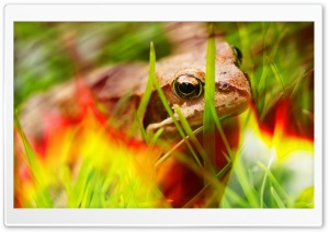 Fire Frog Ultra HD Wallpaper for 4K UHD Widescreen desktop, tablet & smartphone
