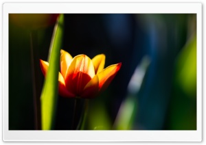 Fire Tulip Ultra HD Wallpaper for 4K UHD Widescreen desktop, tablet & smartphone