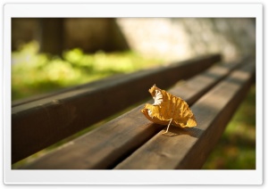 First Autumn Leaf Ultra HD Wallpaper for 4K UHD Widescreen desktop, tablet & smartphone