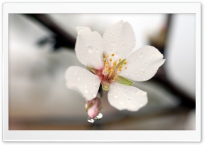 First Flower Of The Season Ultra HD Wallpaper for 4K UHD Widescreen desktop, tablet & smartphone