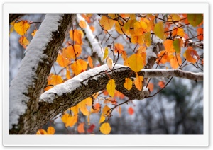 First Snow HDR Ultra HD Wallpaper for 4K UHD Widescreen desktop, tablet & smartphone