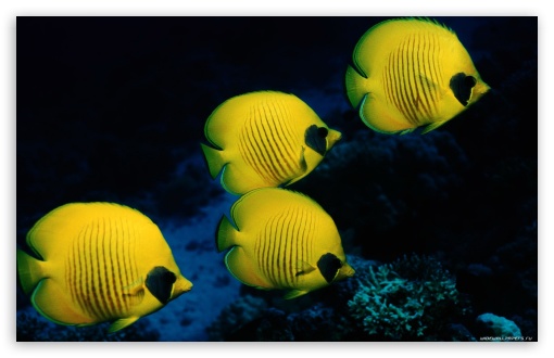 Fish UltraHD Wallpaper for Widescreen 16:10 ;