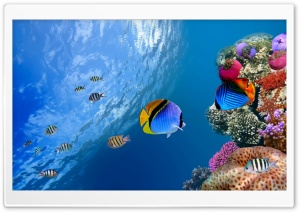 fish 3 Ultra HD Wallpaper for 4K UHD Widescreen desktop, tablet & smartphone