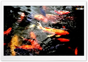 Fishy Ultra HD Wallpaper for 4K UHD Widescreen desktop, tablet & smartphone