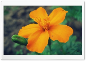 Five Petal Flower Ultra HD Wallpaper for 4K UHD Widescreen desktop, tablet & smartphone
