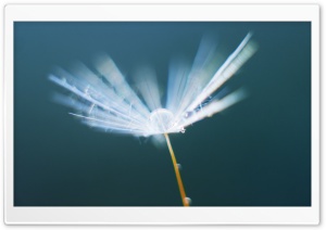 Flake Of Dandelion Flying Ultra HD Wallpaper for 4K UHD Widescreen desktop, tablet & smartphone