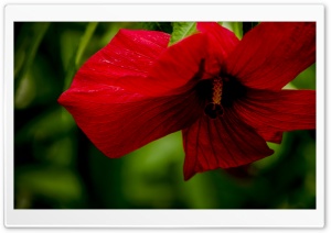 Flame Ultra HD Wallpaper for 4K UHD Widescreen desktop, tablet & smartphone
